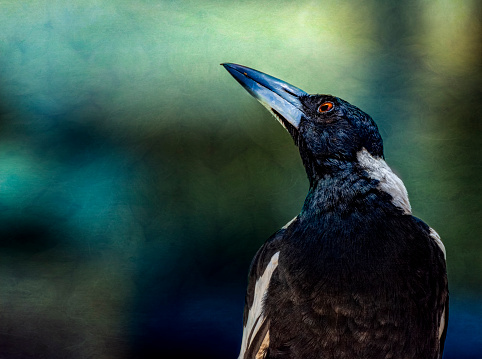 Magpie with dark background