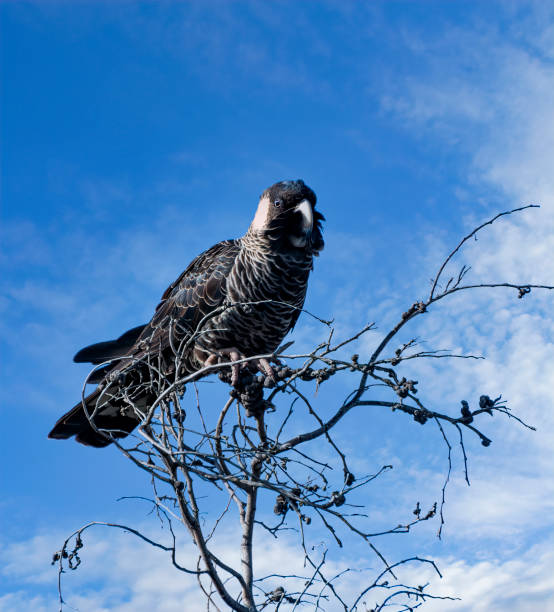 istock (Calyptorhynchus latirostris) also known as Carnaby's Cockatoo 1399267870