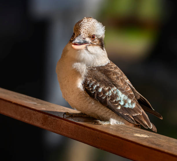 Australian Kookaburra -Dacelo novaeguineae-