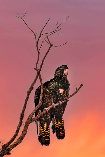 Red Tailed Black Cockatoos - Western Australia at sunset