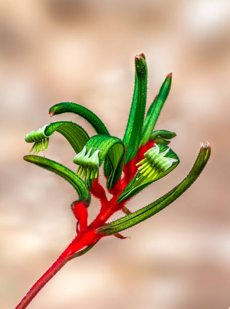 Australian native flower, The Kangaroo Paw, isolated against an out of focus background. Closeup/Macro flower. Anigozanthos manglesii.
