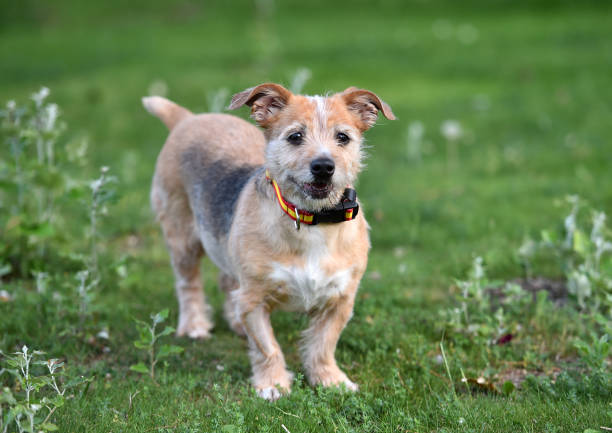 istock A little and old dog 1399269769