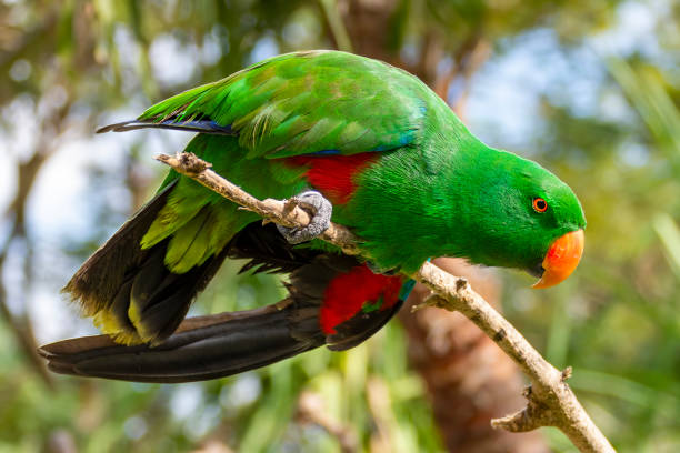 istock Beautiful green male eclectus (Eclectus roratus) parrot close up 1399269799