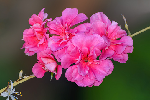 Bright pink Geranium Pelargomium blossom close up on blurred background. Spring or summer floral background. Ornamental flowering plant - floriculture, gardening, landscaping concept