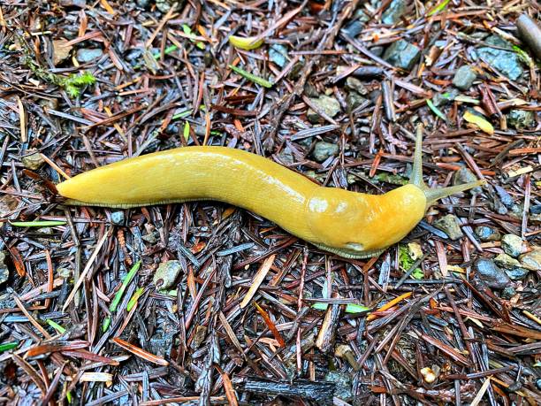 Banana Slug stock photo