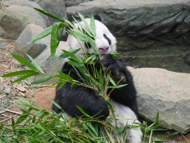 istock Giant Panda eating bamboo shoots and leaves 1399272610