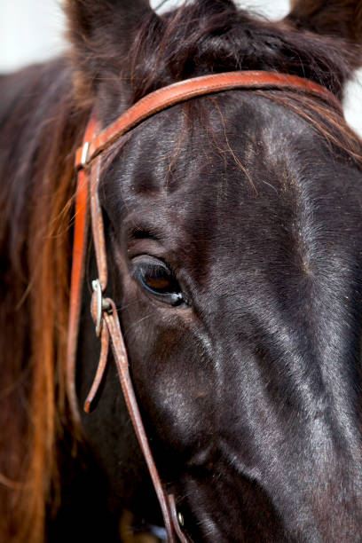 istock A horse with a bridle, ready to ride. 1399272652