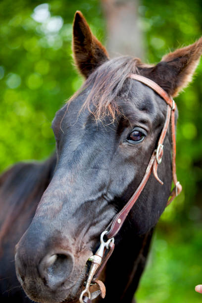 istock A horse with a bridle, ready to ride. 1399272655