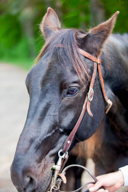 istock A horse with a bridle, ready to ride. 1399272656