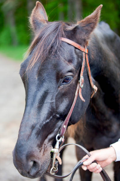 istock A horse with a bridle, ready to ride. 1399272660