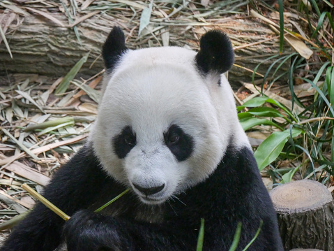 Giant Panda eating bamboo shoots and leaves. The giant panda (Ailuropoda melanoleuca) also known as the panda bear (or simply the panda), is a bear species endemi
