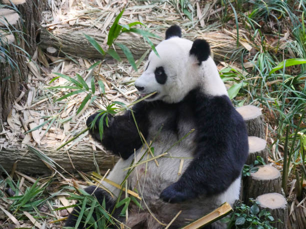 istock Giant Panda eating bamboo shoots and leaves 1399272704