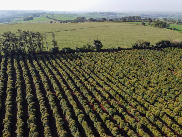 istock coffee plantation seen from above on farm 1399274697