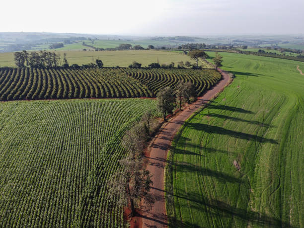 istock Green wheat fields seen from above in farm 1399274734