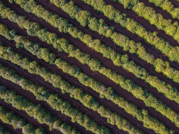 istock coffee plantation seen from above on farm 1399274754