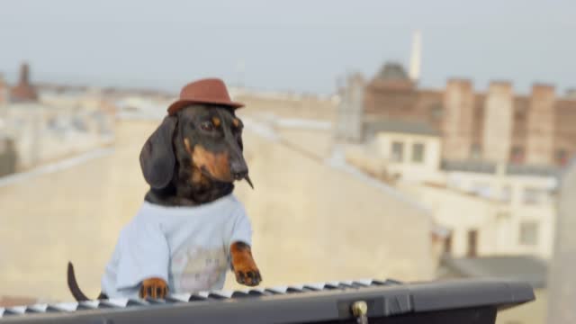 Cute dachshund dog in t-shirt and hat plays contemporary synthesizer keyboard performing on building roof AT music concert at the sunset