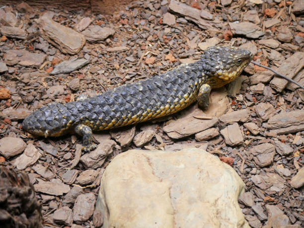 istock Tiliqua rugosa, most commonly known as the shingleback lizard or bobtail lizard crawling on road 1399277123