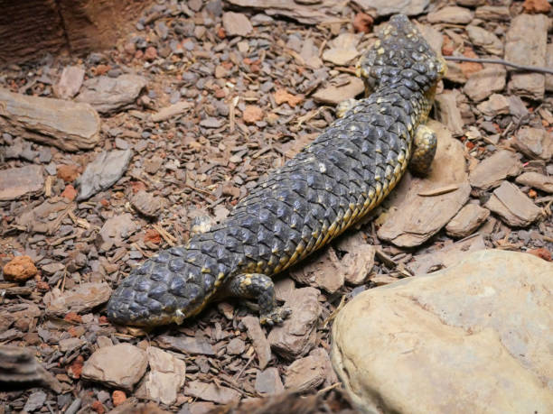 Shingleback Skink Lizard : Tiliqua rugosa, most commonly known as the shingleback lizard or bobtail lizard. It is commonly known as the shingleback or sleepy lizard.