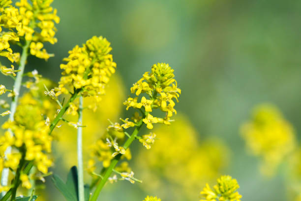 istock Yellow summer blossoms background soft focus 1399277864