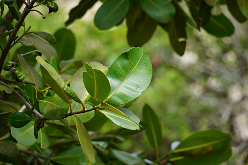 Calophyllum inophyllum (tamanu, mastwood, beach calophyllum, beautyleaf, Sinhala, Alexandrian laurel, balltree, beach touriga, Borneo-mahogany) with natural background.This plant also use as biodiesel