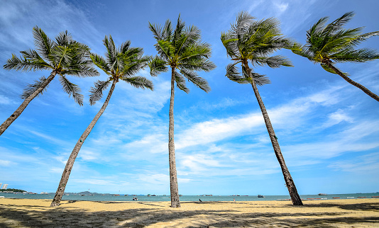 Tropical beach on a sunny day with coconut trees facing the sea in Phu Quoc Island, Vietnam