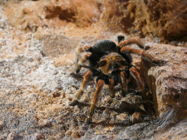 istock Mexican redleg or red-legged tarantula crawling on Ground 1399279112