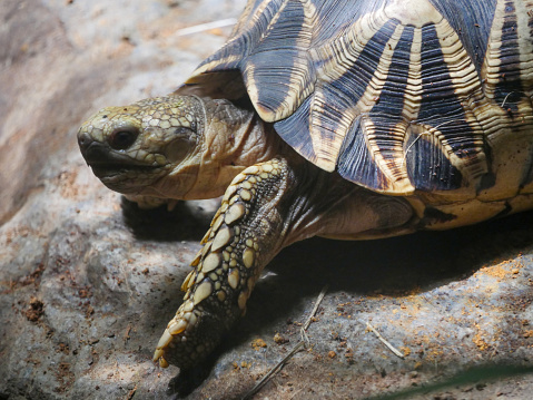 Eastern Long-necked Turtle basking on log