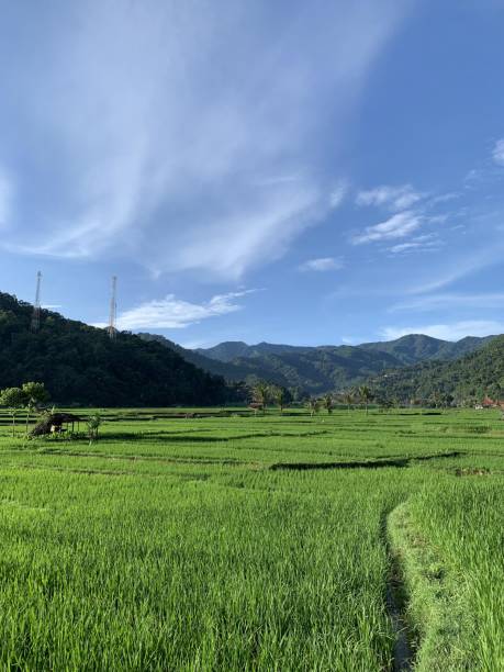istock View of green rice fields and mountains 1399279970