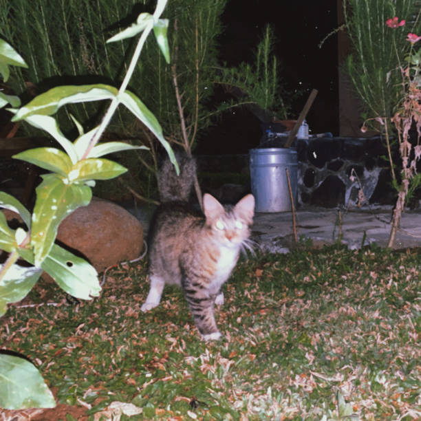 istock Defocused cat photo at night 1399279982