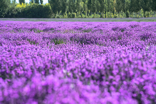 Lavender manor on a sunny day. Shot in xinjiang, China.