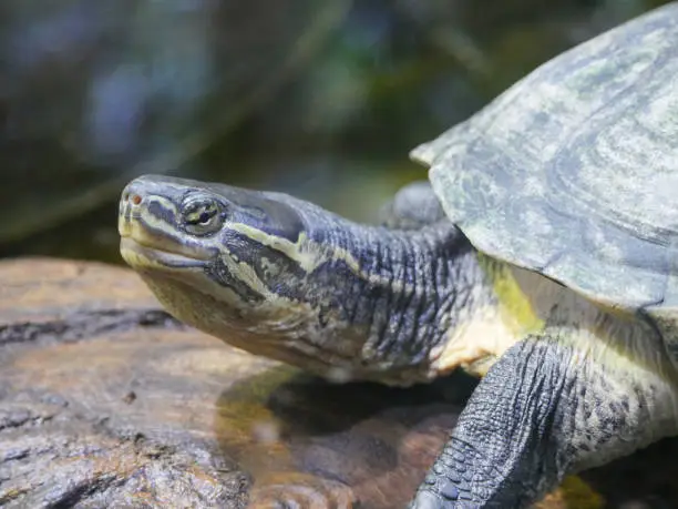 Photo of Turtle resting on Wood log