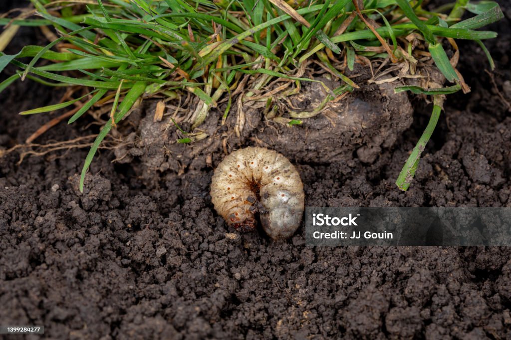 White lawn grub in soil with grass. Lawncare, insect and pest control concept. closeup, no people, macro Lawn Stock Photo