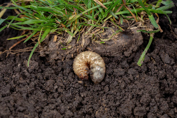 White lawn grub in soil with grass. Lawncare, insect and pest control concept. stock photo