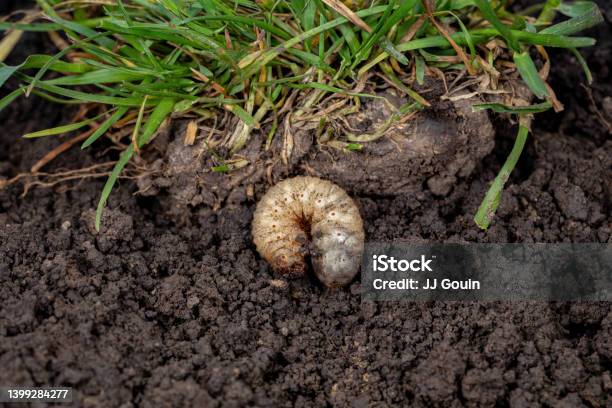 White Lawn Grub In Soil With Grass Lawncare Insect And Pest Control Concept Stock Photo - Download Image Now