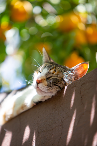 Domestic cat resting in the garden, with the peach tree background.