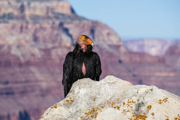California Condor Perched on a Rock stock photo