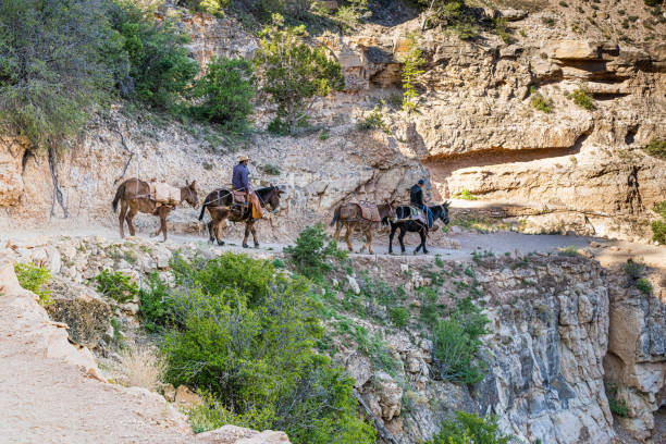 les mules descendent le sentier kaibab - mule grand canyon national park cowboy arizona photos et images de collection