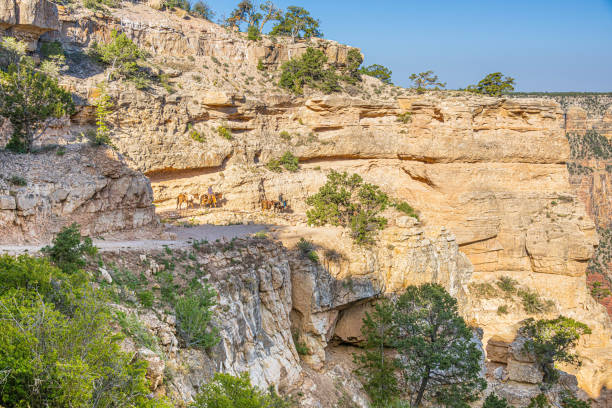 istock Mules Travel Down Kaibab Trail 1399286245