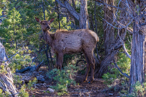 istock Elk in Grand Canyon National Park 1399286248