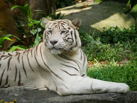 white tiger or bleached tiger is a leucistic pigmentation variant of the Bengal tiger, Siberian tiger and hybrids between the two.