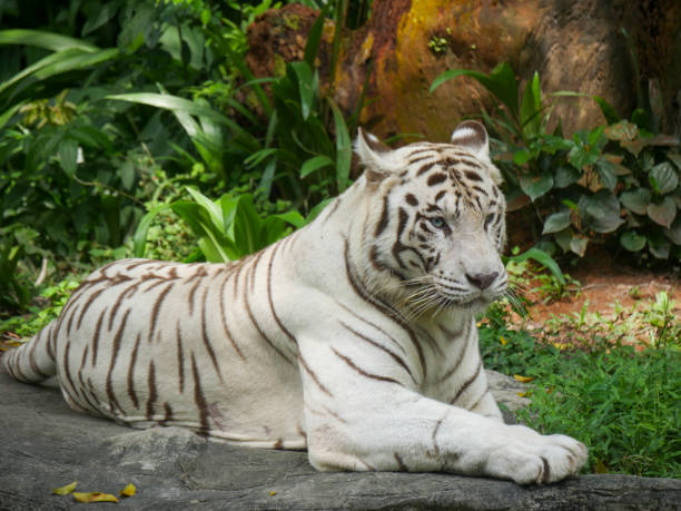 istock White tiger or bleached tiger seated and relaxing in Jungle 1399286617