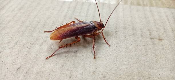 Cockroach Cockroaches are carriers of pathogens. blatta orientalis stock pictures, royalty-free photos & images