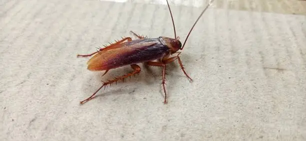 Photo of Cockroach