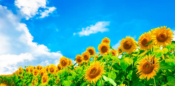 Image of sunflower field in full bloom