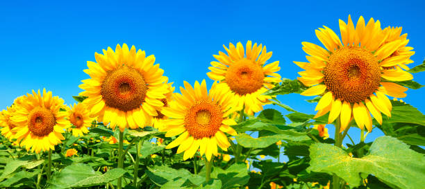 Image of sunflower field in full bloom This photo was taken in Japan. august stock pictures, royalty-free photos & images