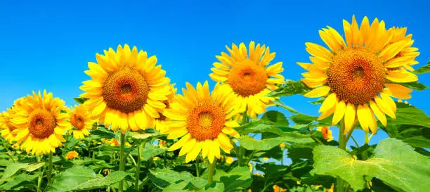 Photo of Image of sunflower field in full bloom