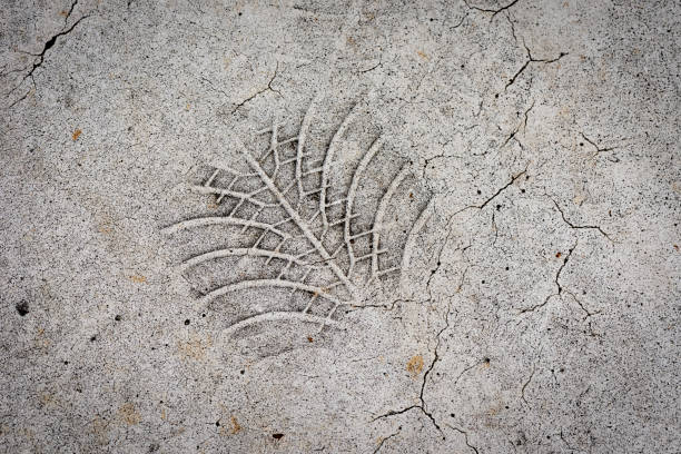 istock Imprint of leaf vein on the road marking 1399290128