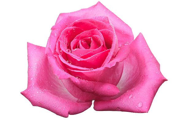 istock Single pink hybrid tea rose blossom 139929113