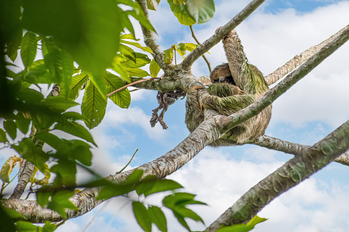 Fortuna, Costa Rica - May 25, 2022: The three-toed sloths are arboreal neotropical mammals (also known as \