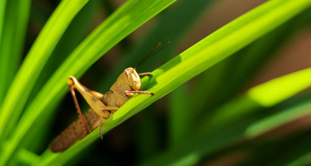 istock Grasshopper on pandan leaves 1399292657